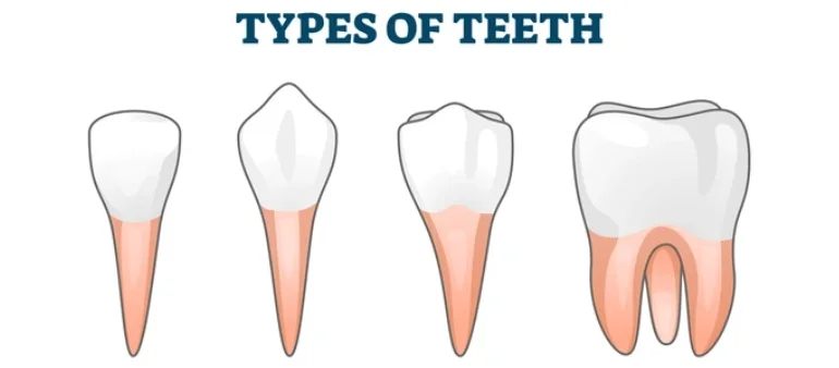 Types of Teeth and How They Function